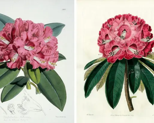 Grand Hotel Tremezzo Gazette Nel Regno Dei Rododendri (41)