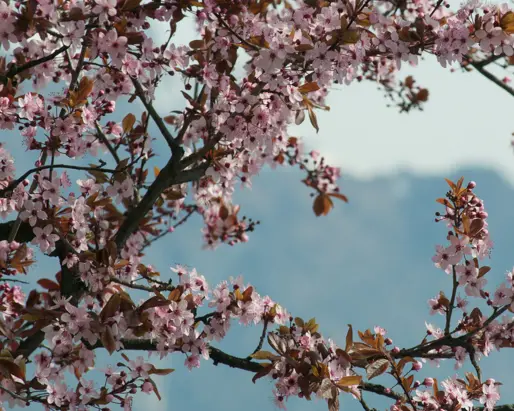 Grand Hotel Tremezzo Gazette 1