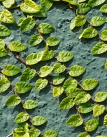 Grand Hotel Tremezzo Gazette 2