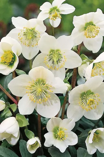 Grand Hotel Tremezzo Gazette 3 Elleboro