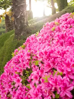 Grand Hotel Tremezzo Gazette Nel Regno Dei Rododendri (2) 01