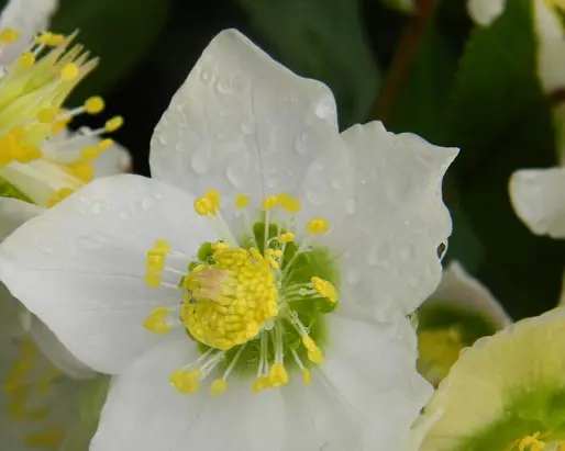 Grand Hotel Tremezzo Gazette Rose Christmas 1065571 960 720 Trim