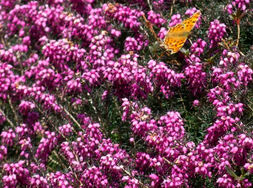 Grand Hotel Tremezzo Gazette 4